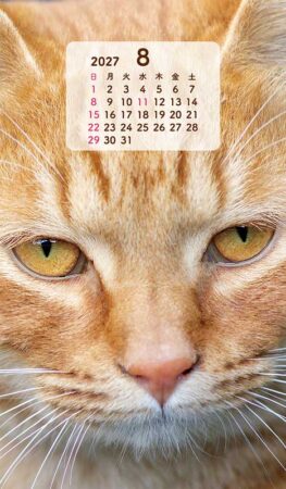 ポケットカレンダー・猫ねこ（メモ付）/8月