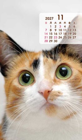 ポケットカレンダー・猫ねこ（メモ付）/11月