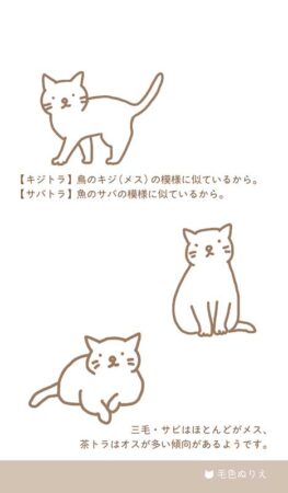 ポケットカレンダー・猫ねこ（メモ付）/毛色ぬりえ