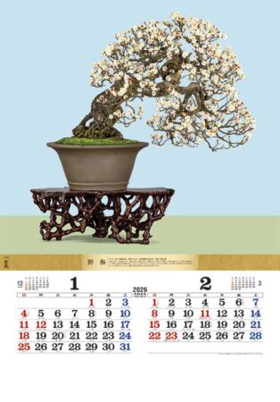 盆栽DX/1月2月