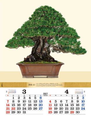 盆栽DX/3月4月
