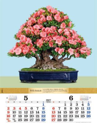 盆栽DX/5月6月