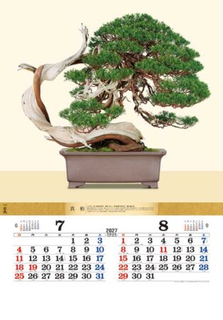 盆栽DX/7月8月