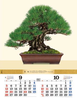 盆栽DX/9月10月