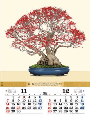 盆栽DX/11月12月