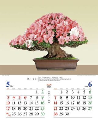 日本のこころ(盆栽)-3