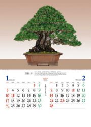 日本のこころ(盆栽)