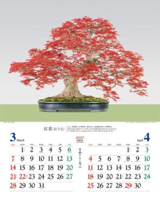 日本のこころ(盆栽)/3月4月