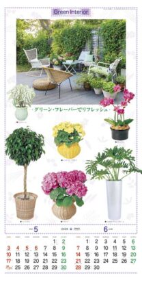 観葉植物-3