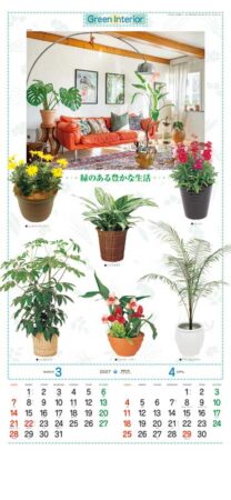 観葉植物/3月4月