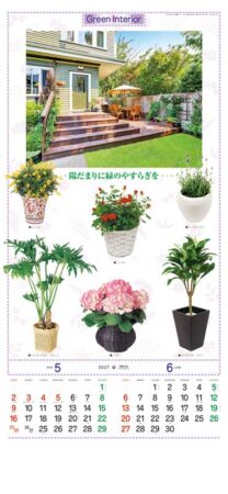 観葉植物/5月6月