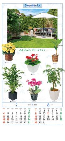 観葉植物/7月8月