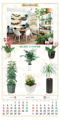 観葉植物/9月10月