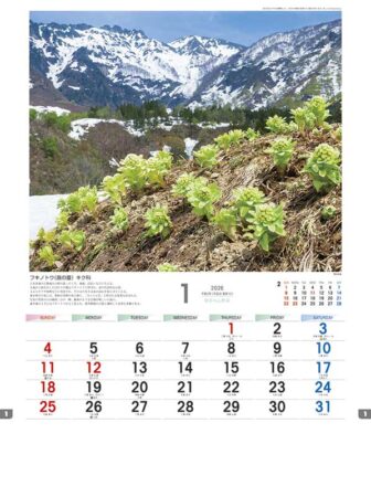 日本の山野草-1
