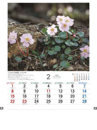 日本の山野草-2