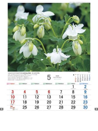 日本の山野草-5
