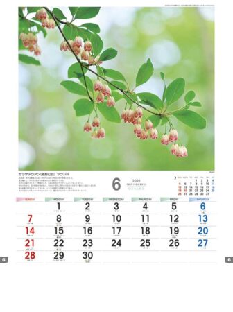 日本の山野草-6