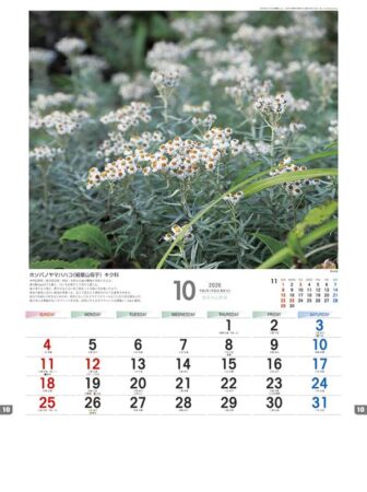 日本の山野草-10