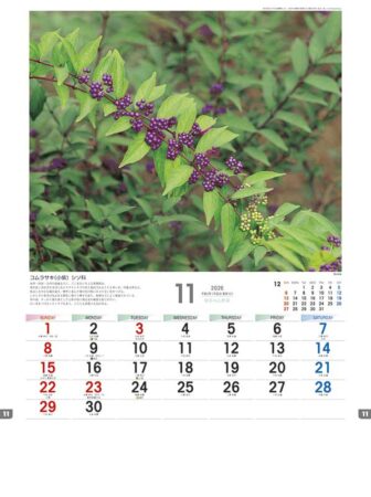 日本の山野草-11
