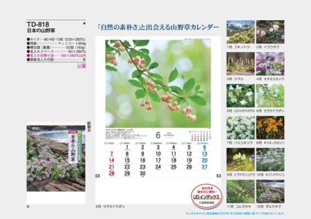 日本の山野草-13