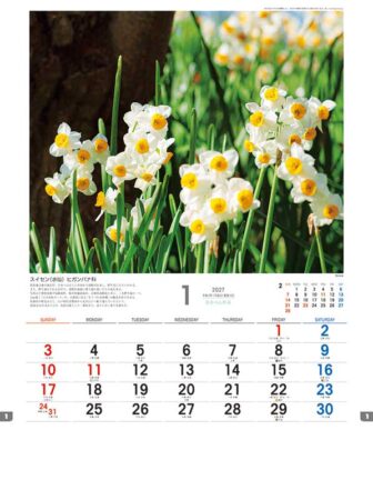 日本の山野草/1月