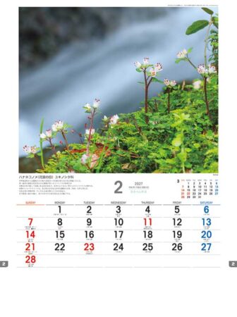 日本の山野草/2月
