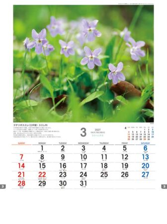 日本の山野草/3月