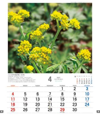 日本の山野草/4月