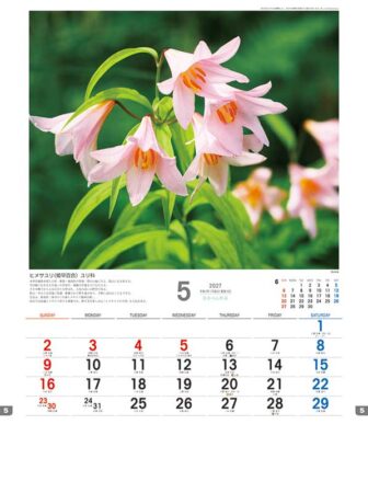 日本の山野草/5月
