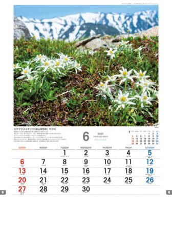 日本の山野草/6月