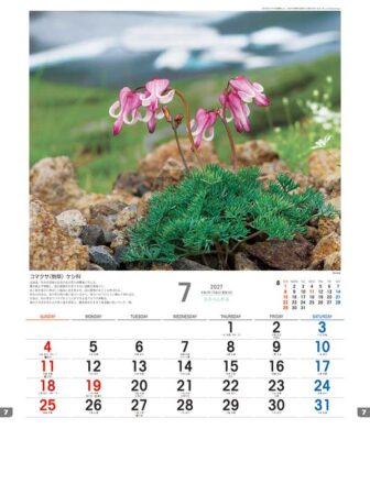 日本の山野草/7月