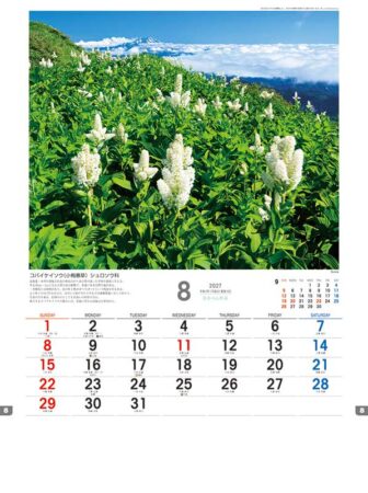 日本の山野草/8月