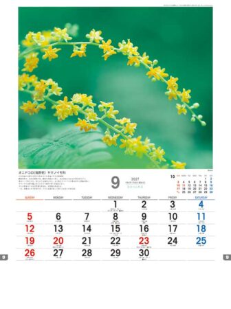 日本の山野草/9月