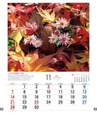 日本の山野草/11月