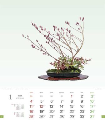 野草盆栽-1