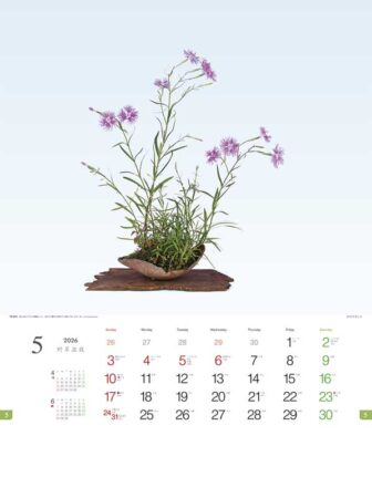 野草盆栽-5