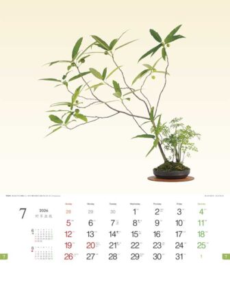 野草盆栽-7