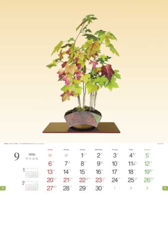 野草盆栽-9