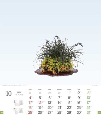 野草盆栽-10