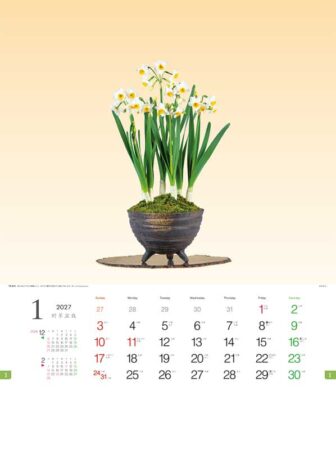 野草盆栽/1月