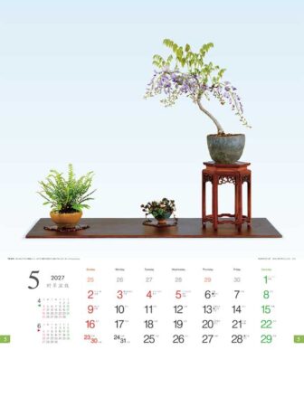 野草盆栽/5月