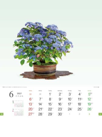 野草盆栽/6月